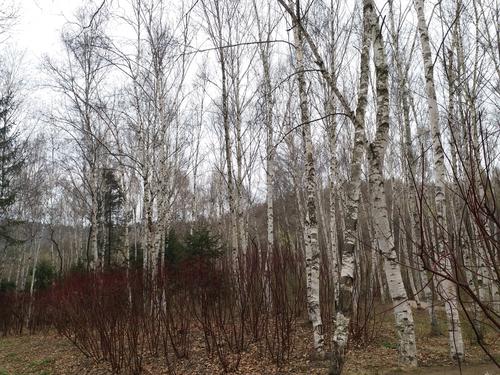 微信图片_20190426145549 微信图片_20190426145549